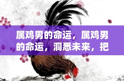 属鸡男的命运解析,洞悉未来,掌握人生轨迹