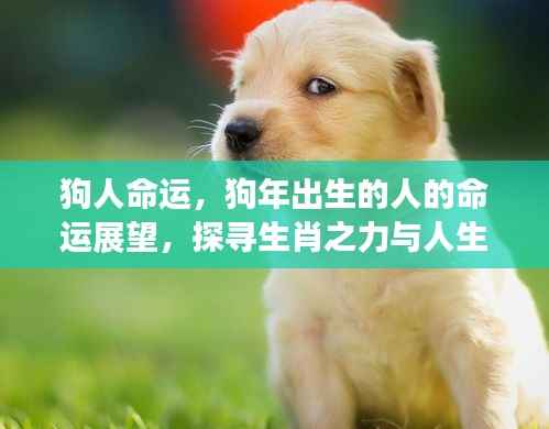 狗年出生人的命运展望,生肖之力与人生轨迹的交融探寻
