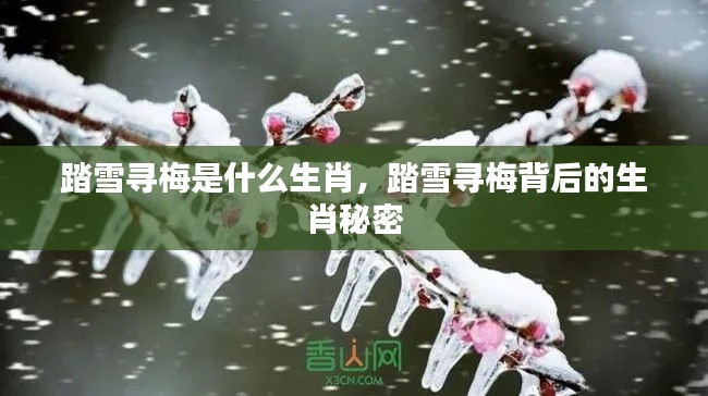 踏雪寻梅背后的生肖秘密,揭秘生肖与梅花的神秘联系