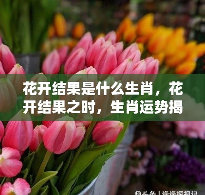 花开结果之时揭秘生肖运势,花开结果生肖运势展望