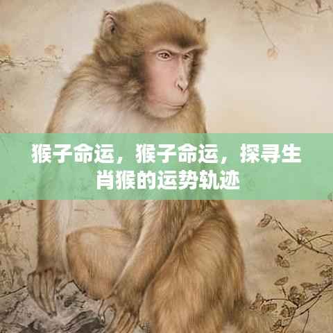 探寻生肖猴的运势轨迹，猴子的命运解析