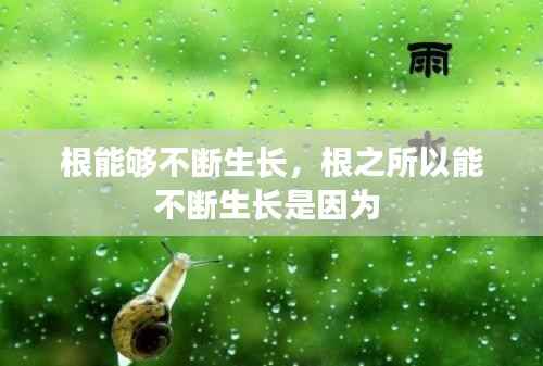 根能够不断生长，根之所以能不断生长是因为 