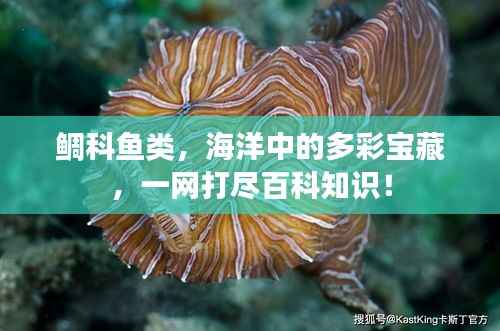 鲷科鱼类，海洋中的多彩宝藏，一网打尽百科知识！